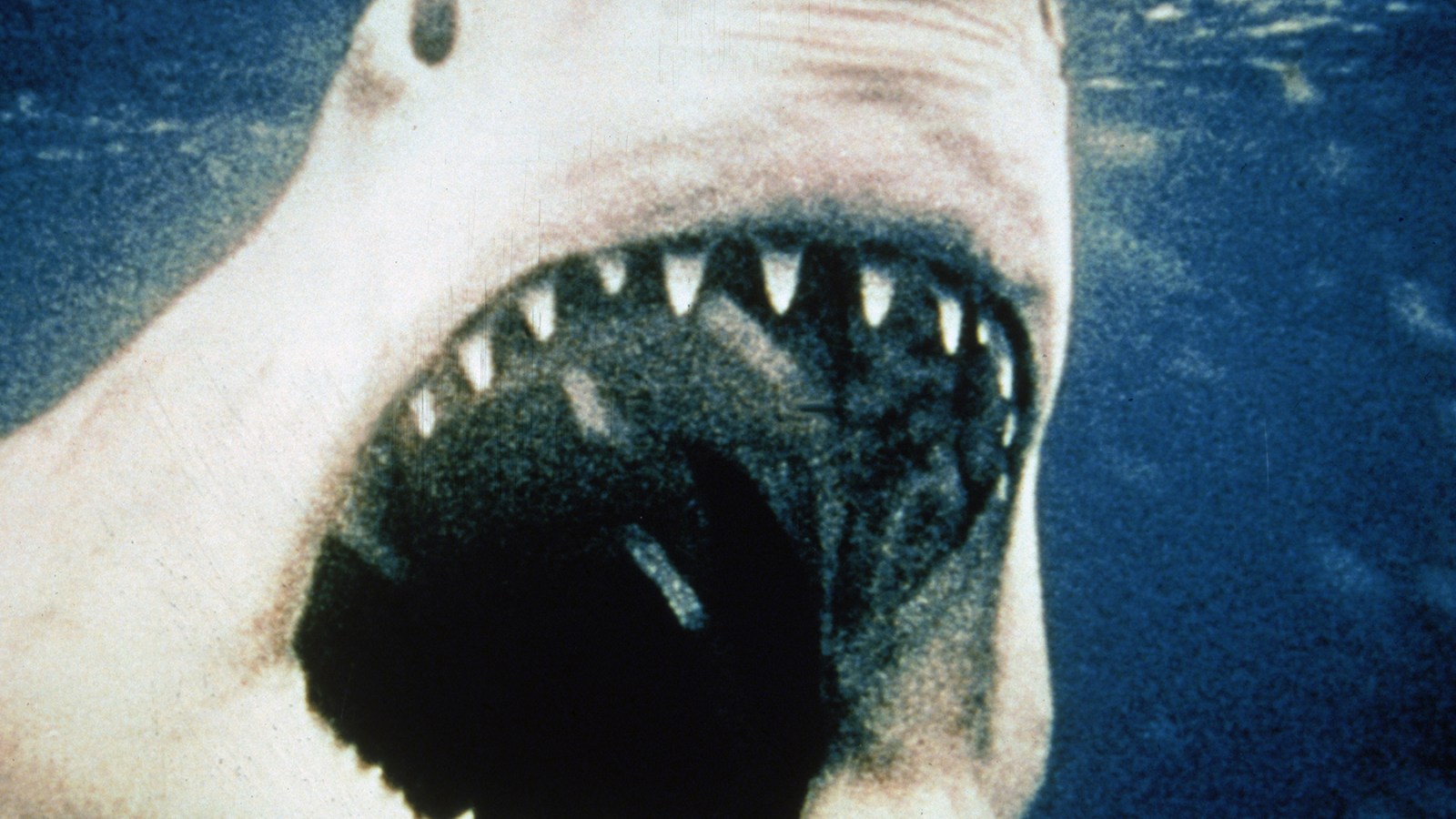 You’re Going to Need a Bigger Blockbuster News